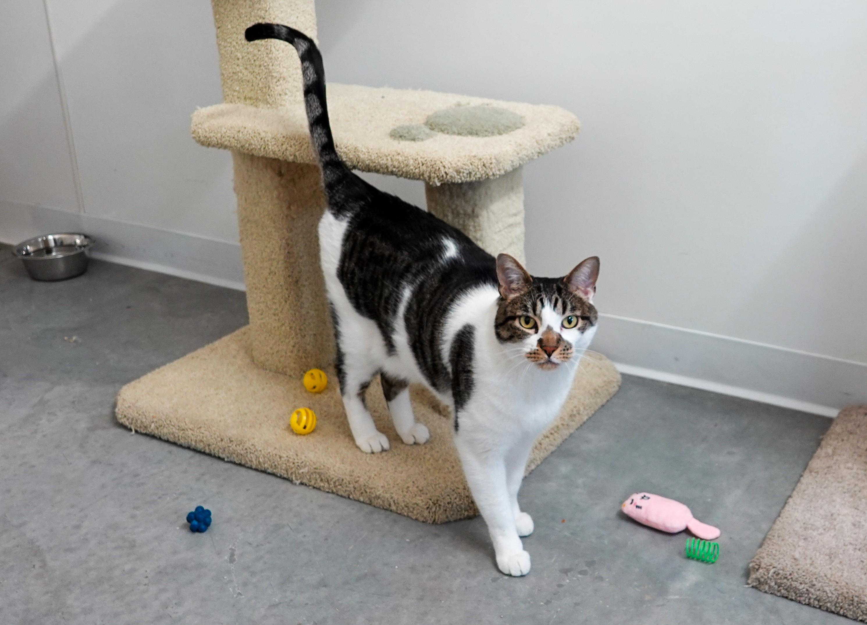 Munich, adoptable, Adult Male Domestic Short Hair.