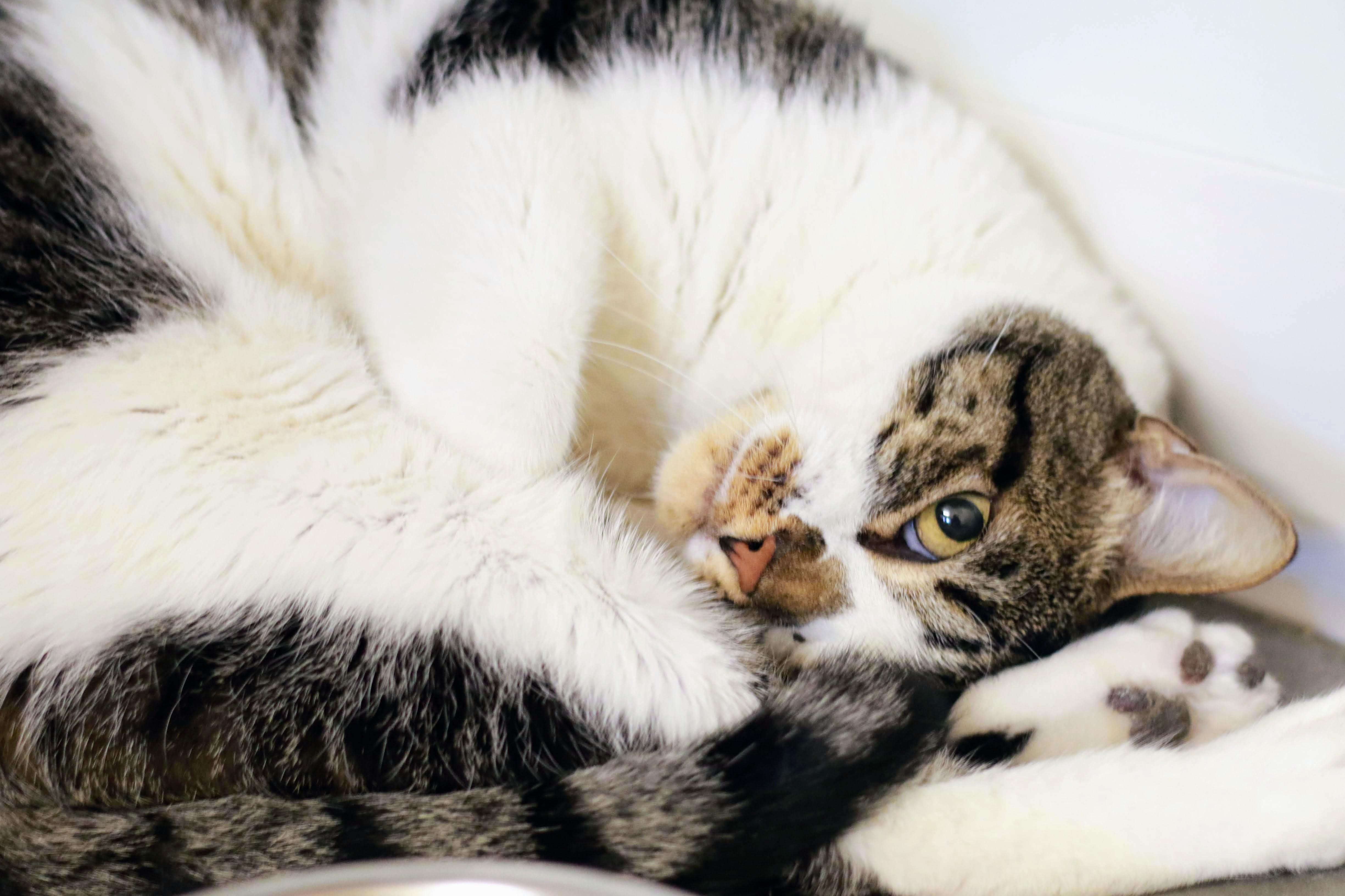 Munich, a Adoptable Domestic Short Hair in Boise, ID image 4/5