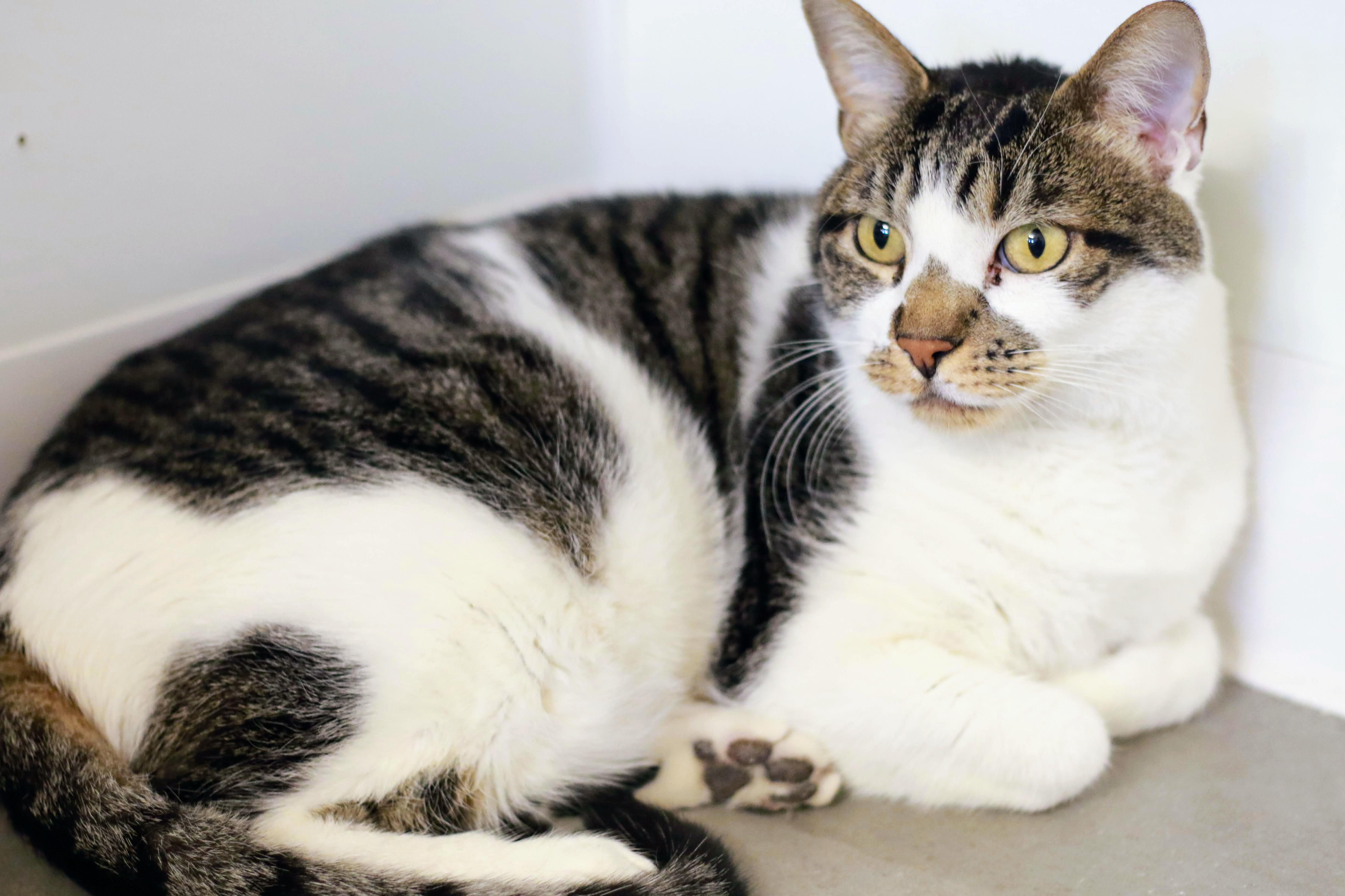 Munich, a Adoptable Domestic Short Hair in Boise, ID image 5/5