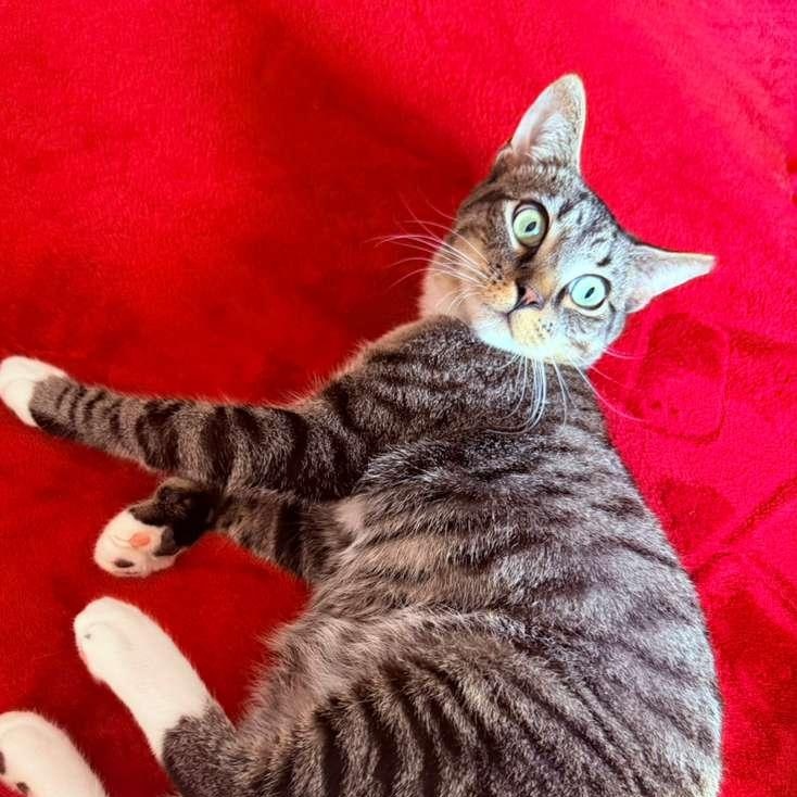 Hey Arnold, ADOPTABLE, Young Male American Shorthair.