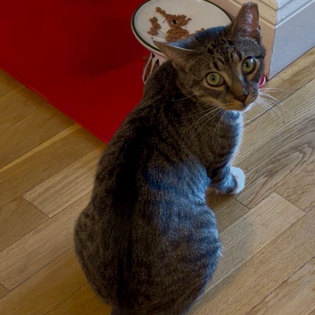 Enlarge Hey Arnold, a ADOPTABLE American Shorthair in North Bergen, NJ image 4/6