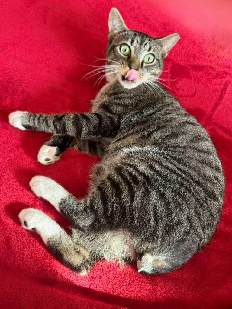 Enlarge Hey Arnold, a ADOPTABLE American Shorthair in North Bergen, NJ image 3/6