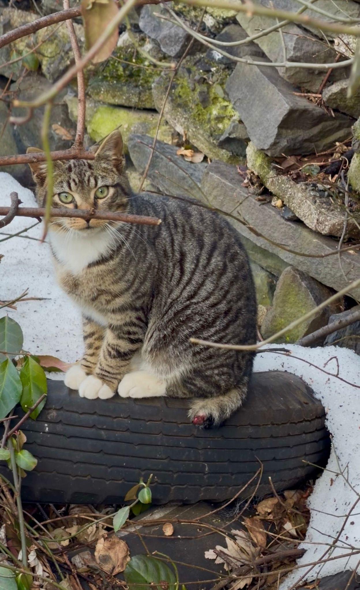 Enlarge Hey Arnold, a ADOPTABLE American Shorthair in North Bergen, NJ image 5/6