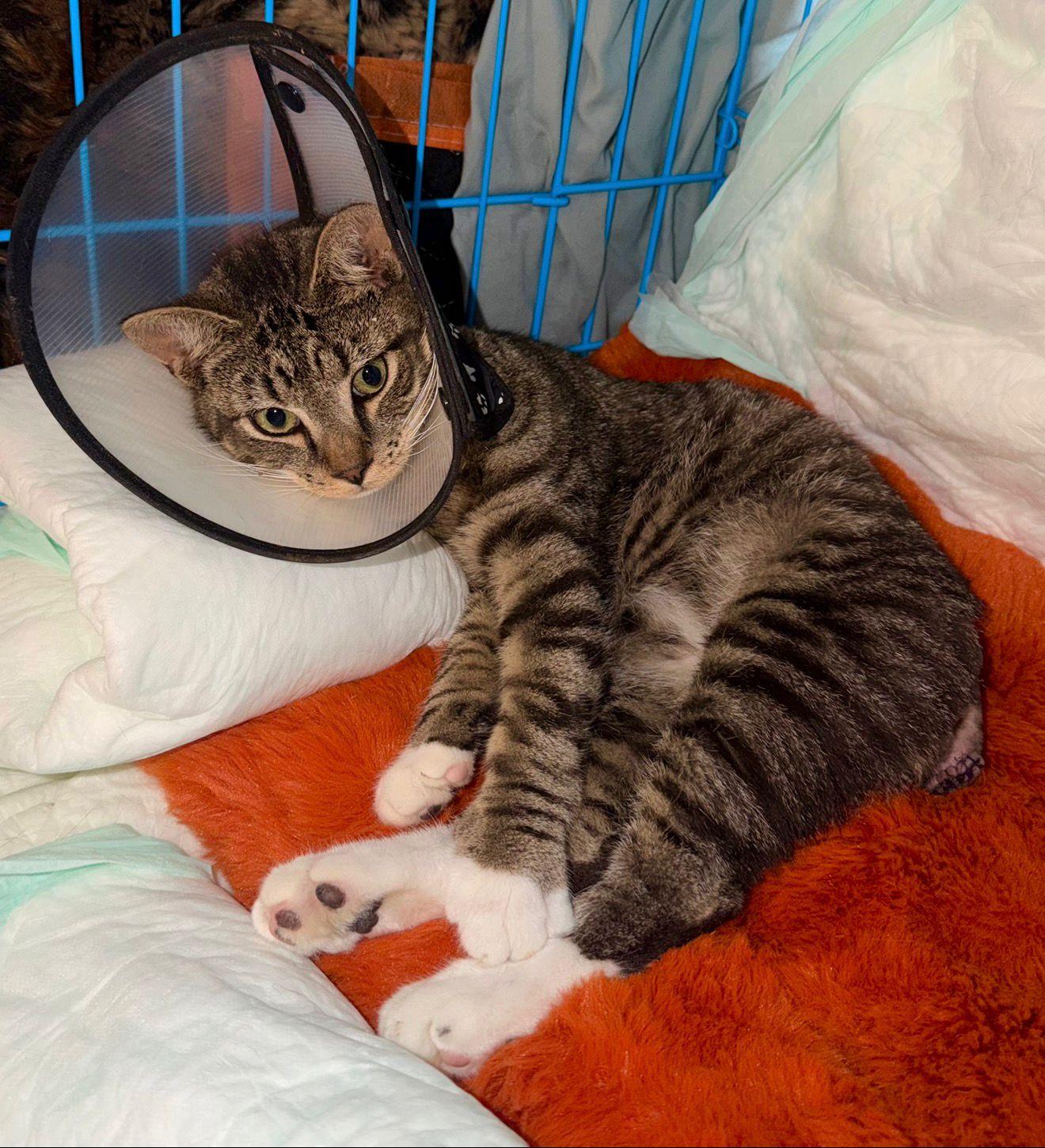 Enlarge Hey Arnold, a ADOPTABLE American Shorthair in North Bergen, NJ image 2/6