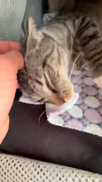 Enlarge Hey Arnold, a ADOPTABLE American Shorthair in North Bergen, NJ video 6/6