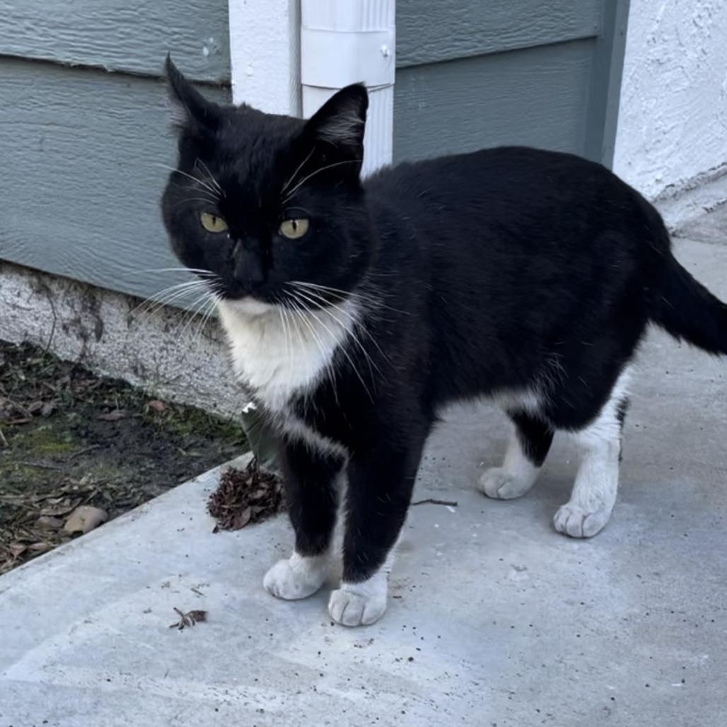 Winston — thumbnail 2