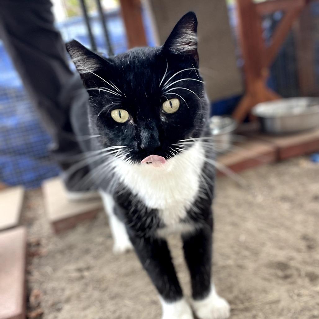 Winston — thumbnail 3