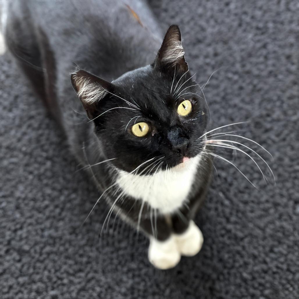 Winston — thumbnail 4