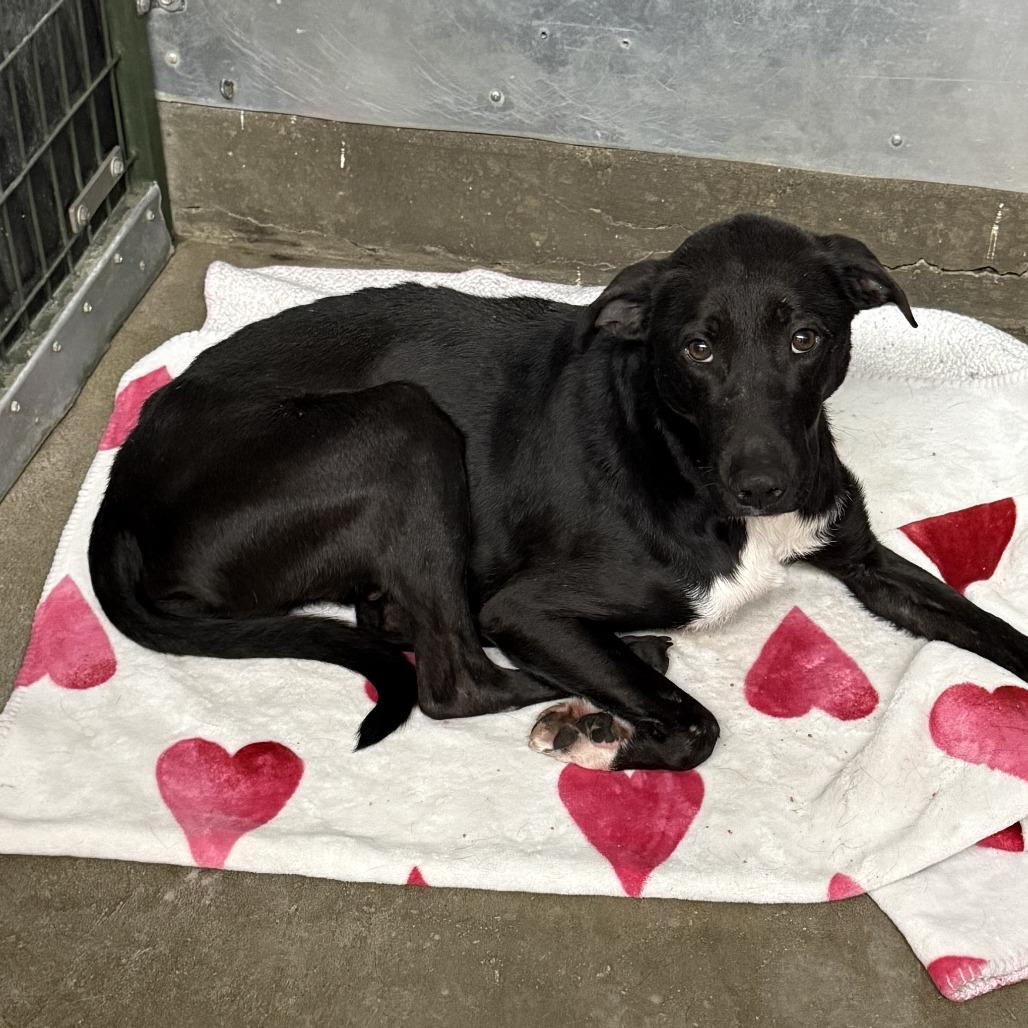 Dexter, Adoptable, Adult Male Black Labrador Retriever.