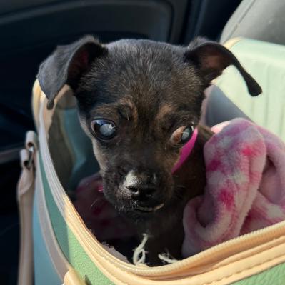 Enlarge Tiny, a Adoptable Chihuahua in Pahrump, NV image 1/2