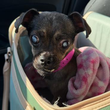 Enlarge Tiny, a Adoptable Chihuahua in Pahrump, NV image 2/2