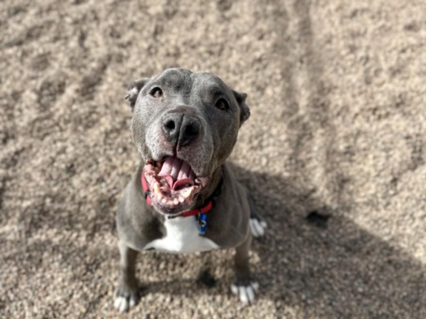 Enlarge TASHA, a Adoptable mixed breed in Loveland, CO image 1/1