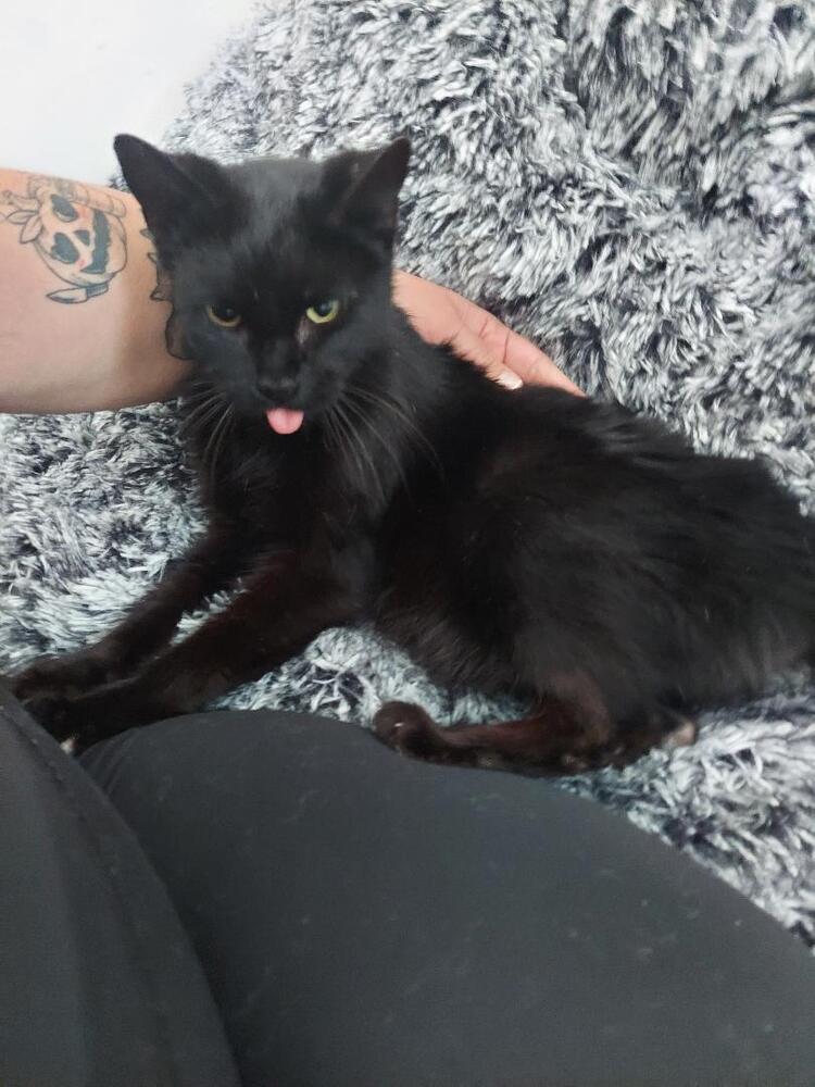 Gertrude Mooney, Adoptable, Senior Female Domestic Short Hair.