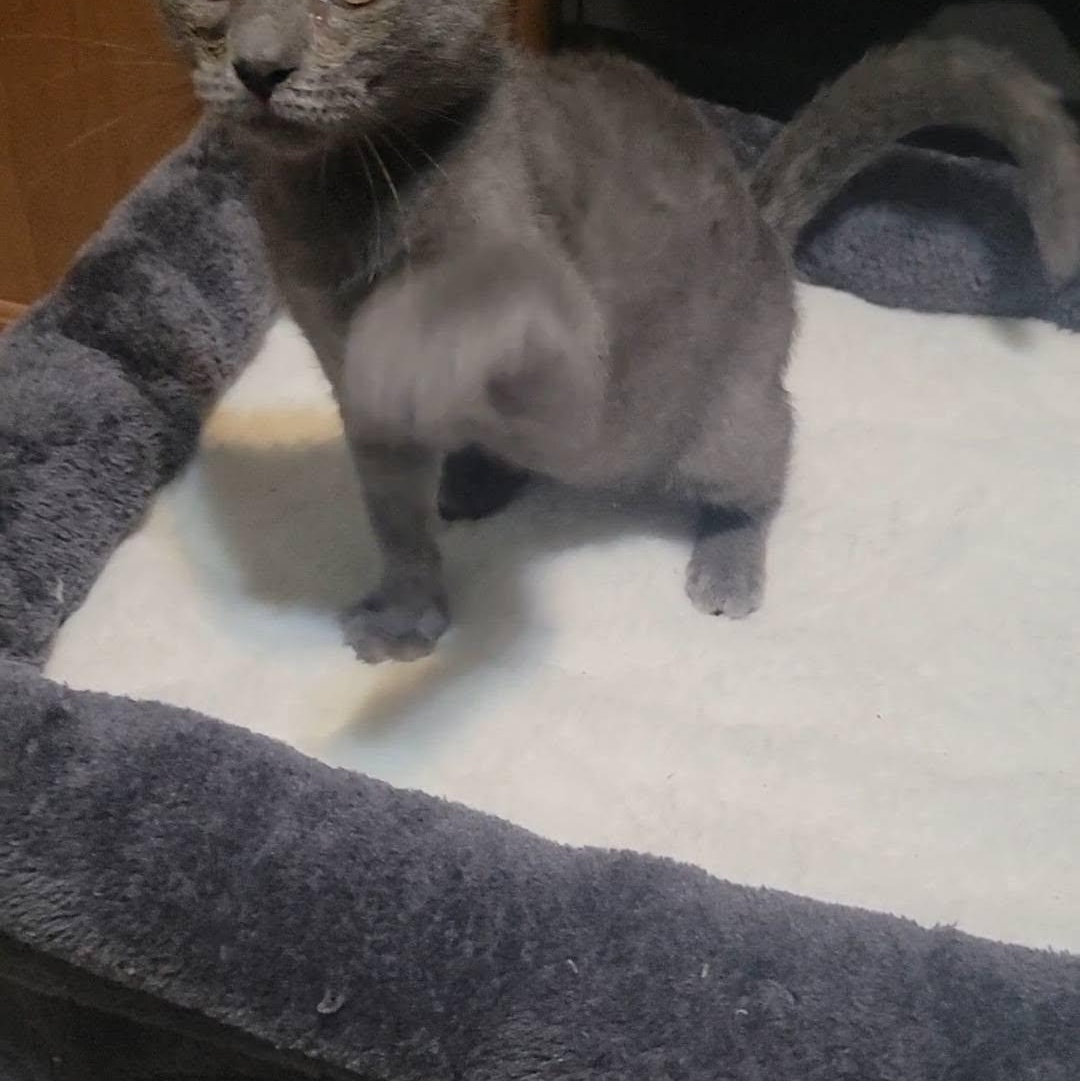 Winky, an adopted Domestic Short Hair in Queen Creek, AZ image 5/5
