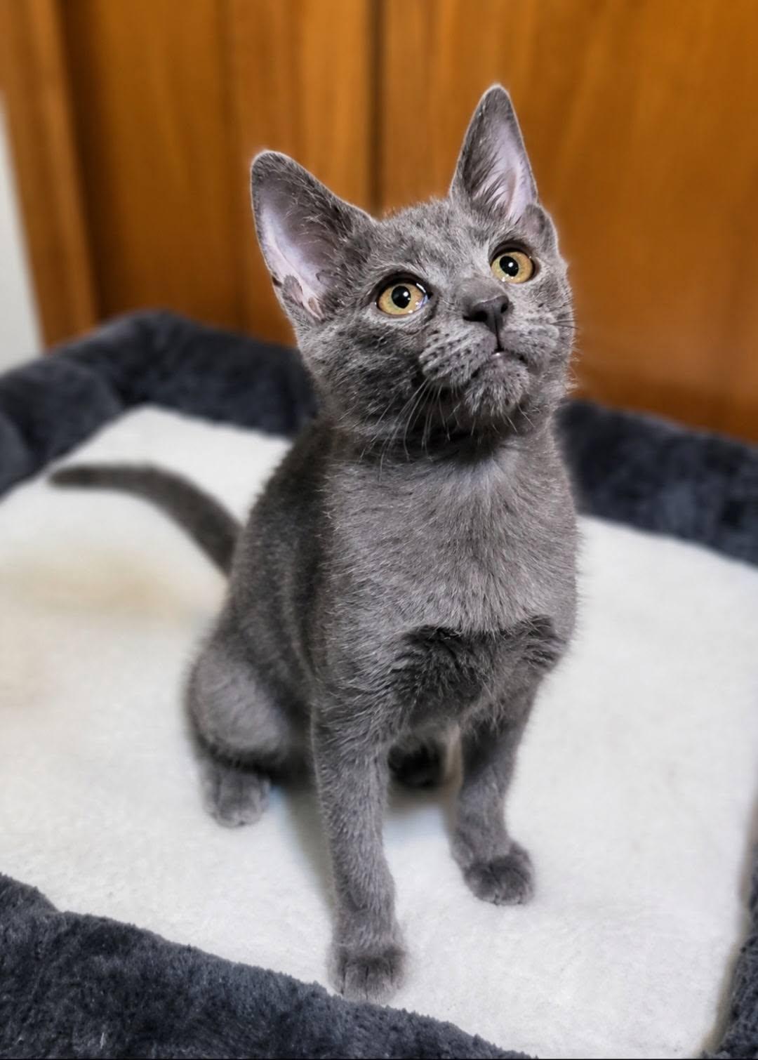 Winky, an adopted Domestic Short Hair in Queen Creek, AZ image 4/5