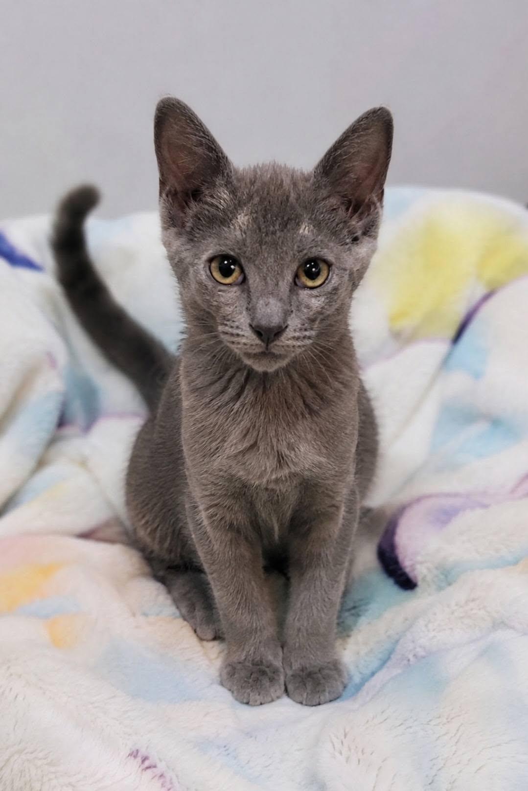Winky, an adopted Domestic Short Hair in Queen Creek, AZ image 2/5
