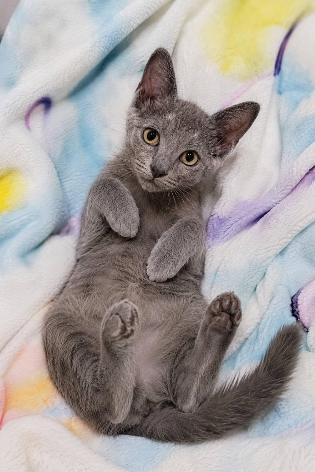 Winky, an adopted Domestic Short Hair in Queen Creek, AZ image 3/5