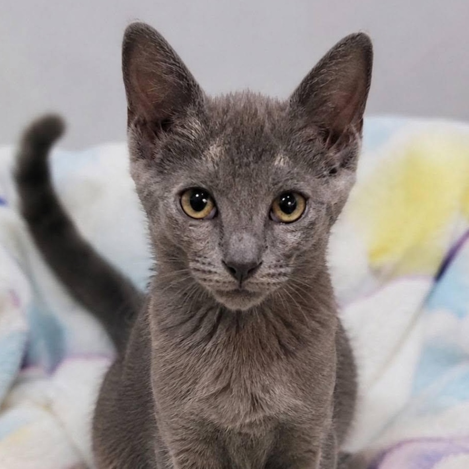 Winky, adopted, Kitten Male Domestic Short Hair.