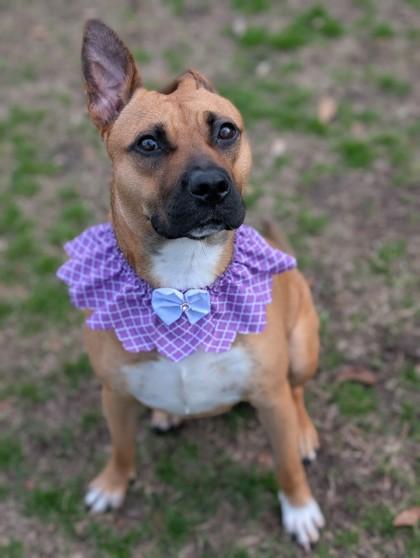 Twyla, Adoptable, Adult Female Terrier & Mixed Breed.