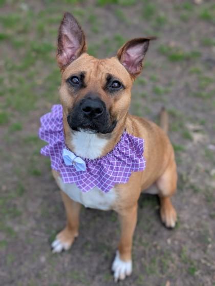 Twyla, a Adoptable mixed breed in Gulfport, MS image 2/3