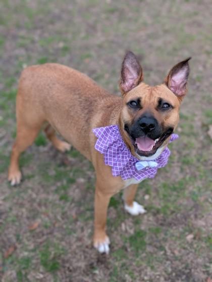 Twyla, a Adoptable mixed breed in Gulfport, MS image 3/3