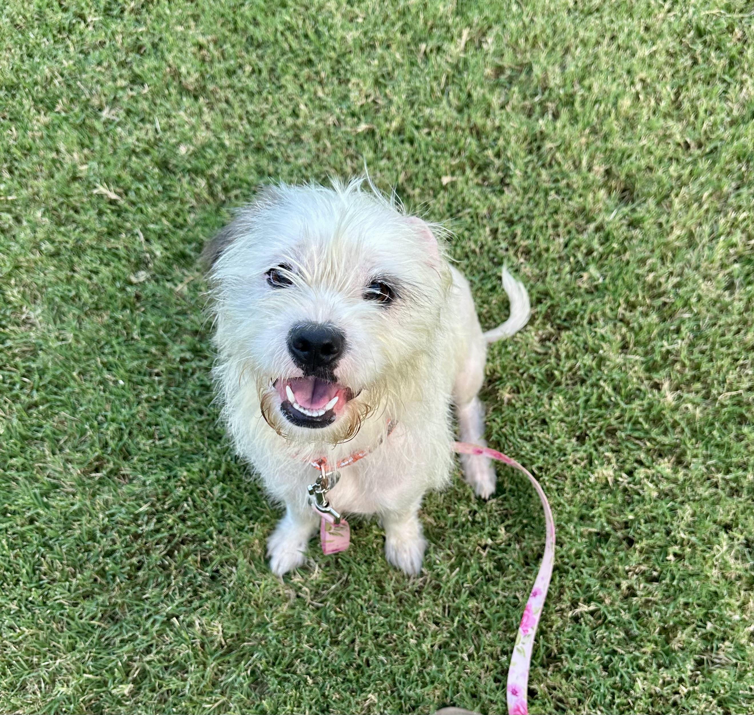 Enlarge Inez, an adopted mixed breed in Edmond, OK image 1/1