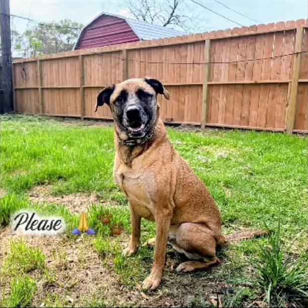 Jasper, Adoptable, Adult Male Belgian Shepherd / Malinois.