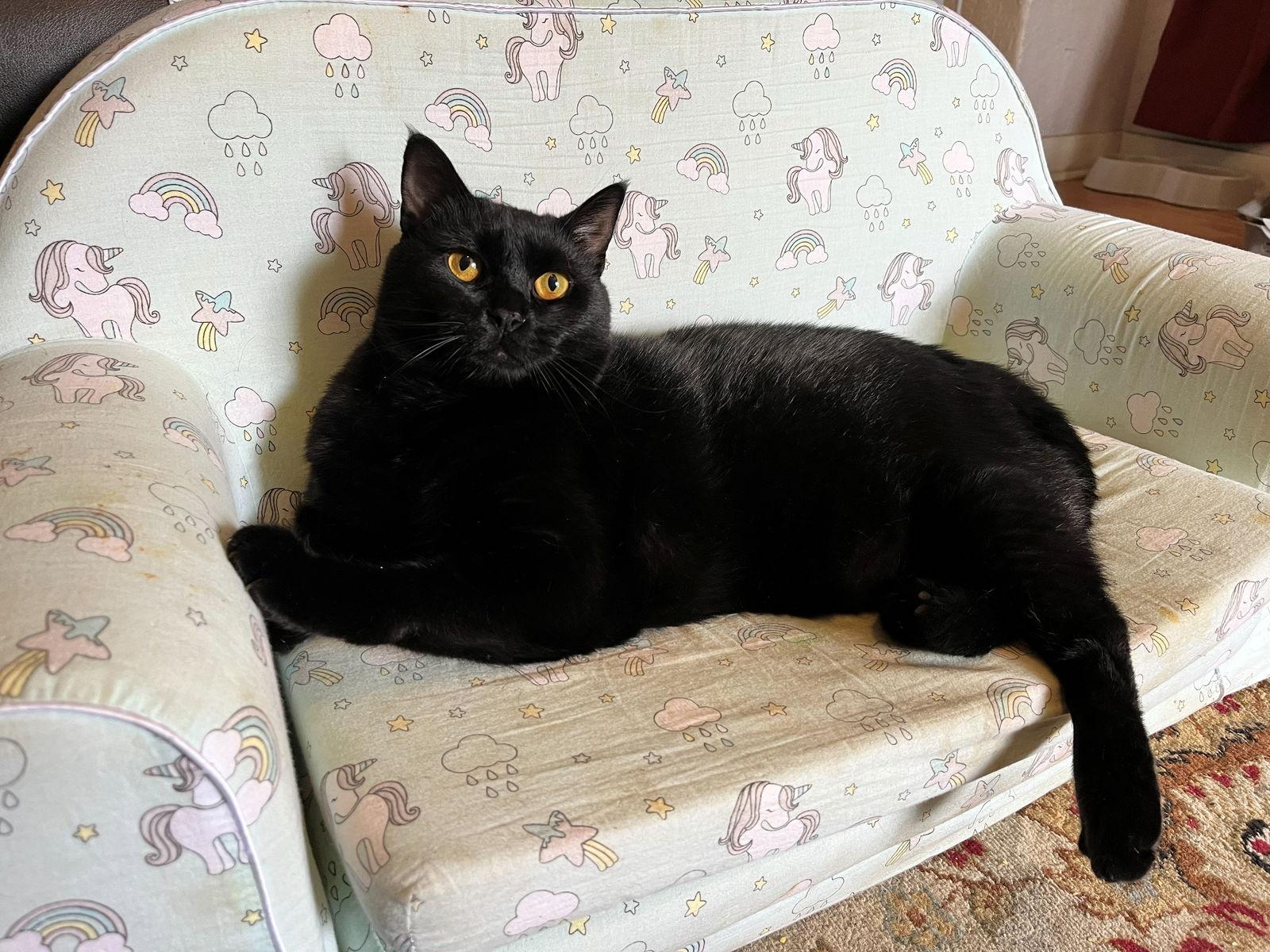 Enlarge GOOSE & MOXIE#1808 Offered by Owner - Sister Pair, a Adoptable Domestic Short Hair in Hillsboro, OR image 1/3