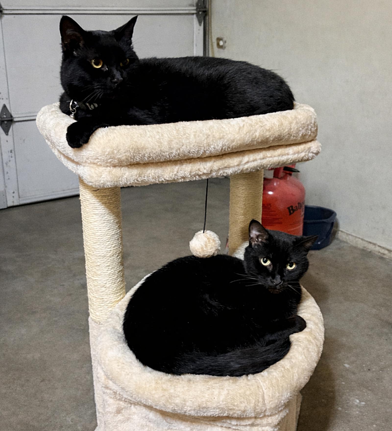 Enlarge GOOSE & MOXIE#1808 Offered by Owner - Sister Pair, a Adoptable Domestic Short Hair in Hillsboro, OR image 3/3