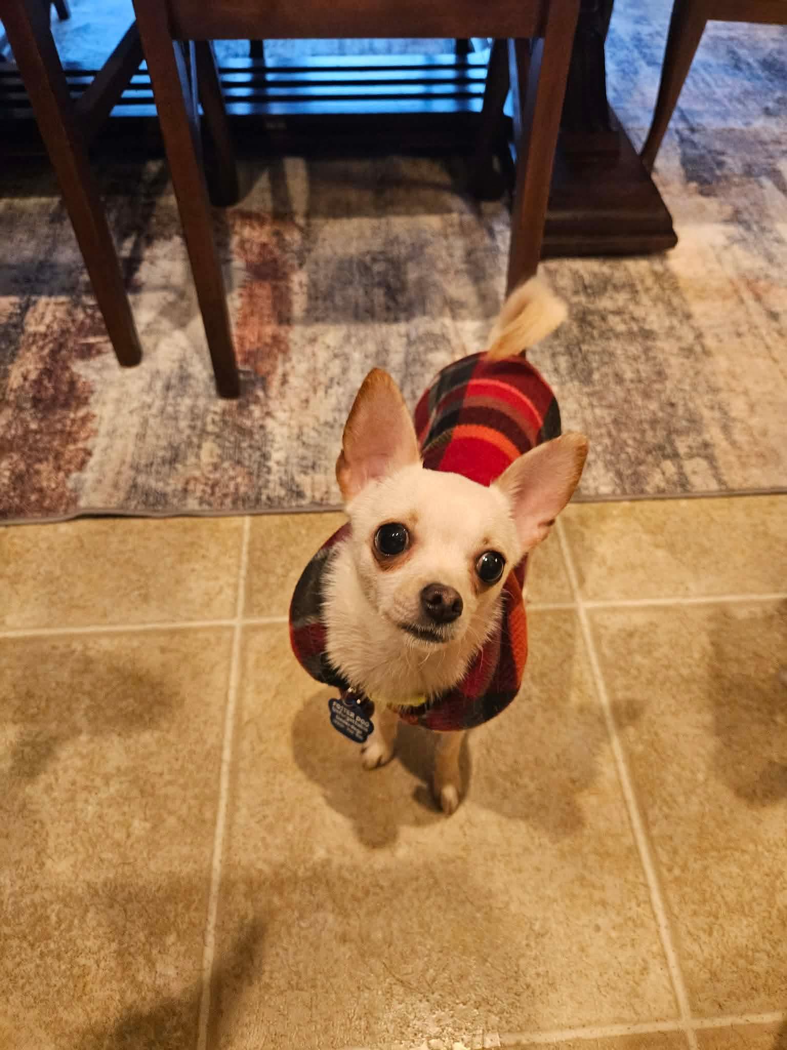 Enlarge Willow, a Adopted Chihuahua in Little Chute, WI image 1/1