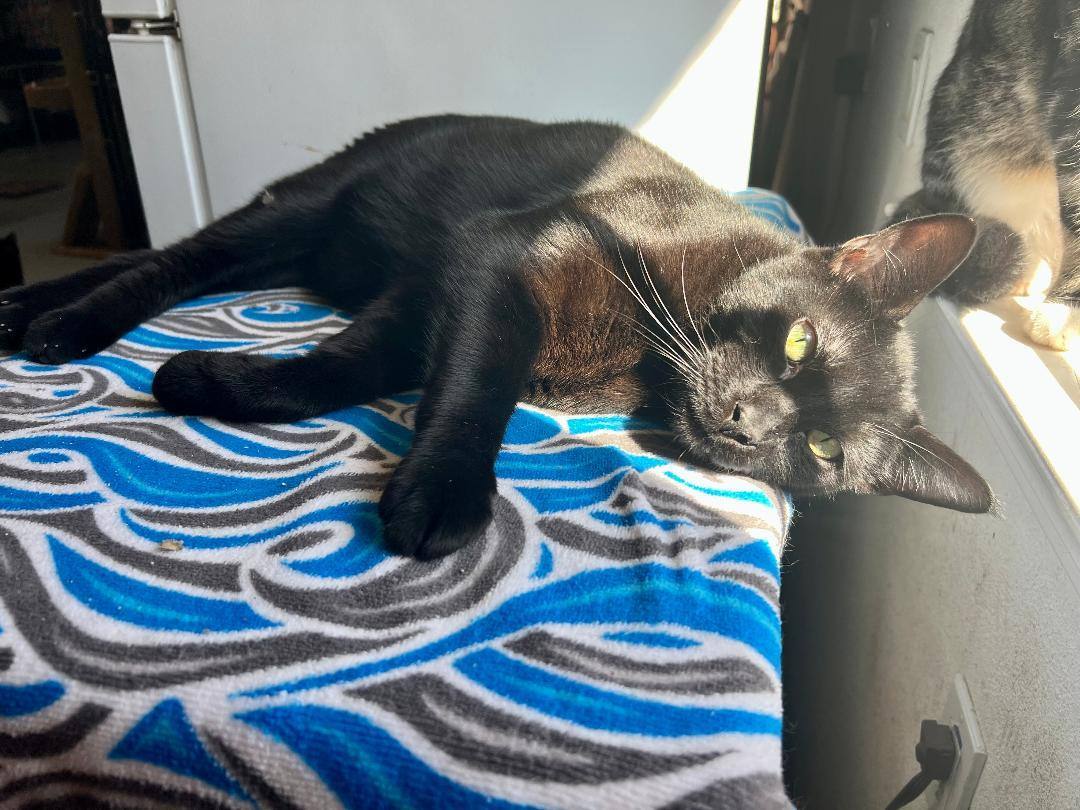 Enlarge Cole, a Adoptable Domestic Short Hair in Gilroy, CA image 2/4