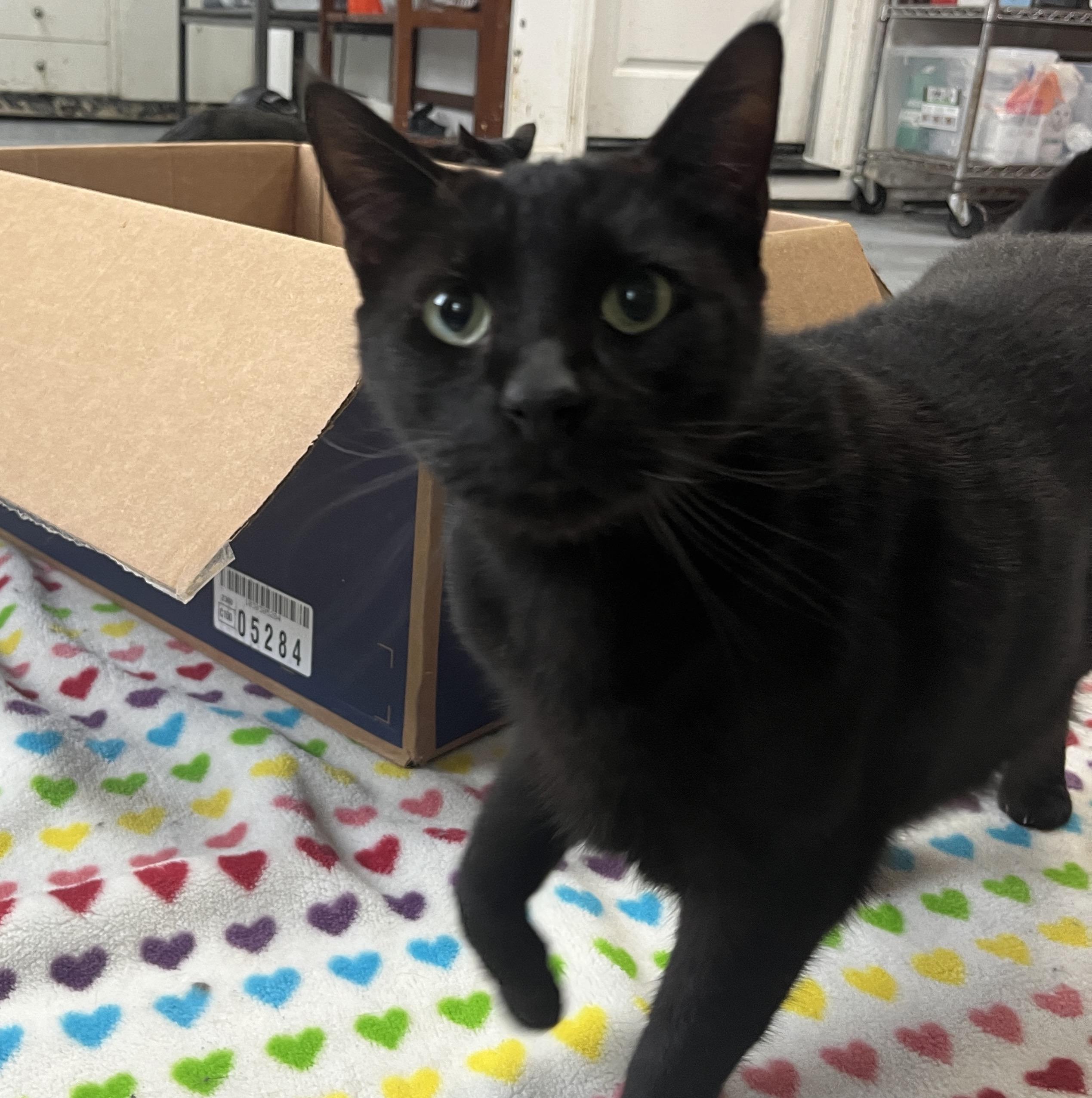 Enlarge Cole, a Adoptable Domestic Short Hair in Gilroy, CA image 3/4