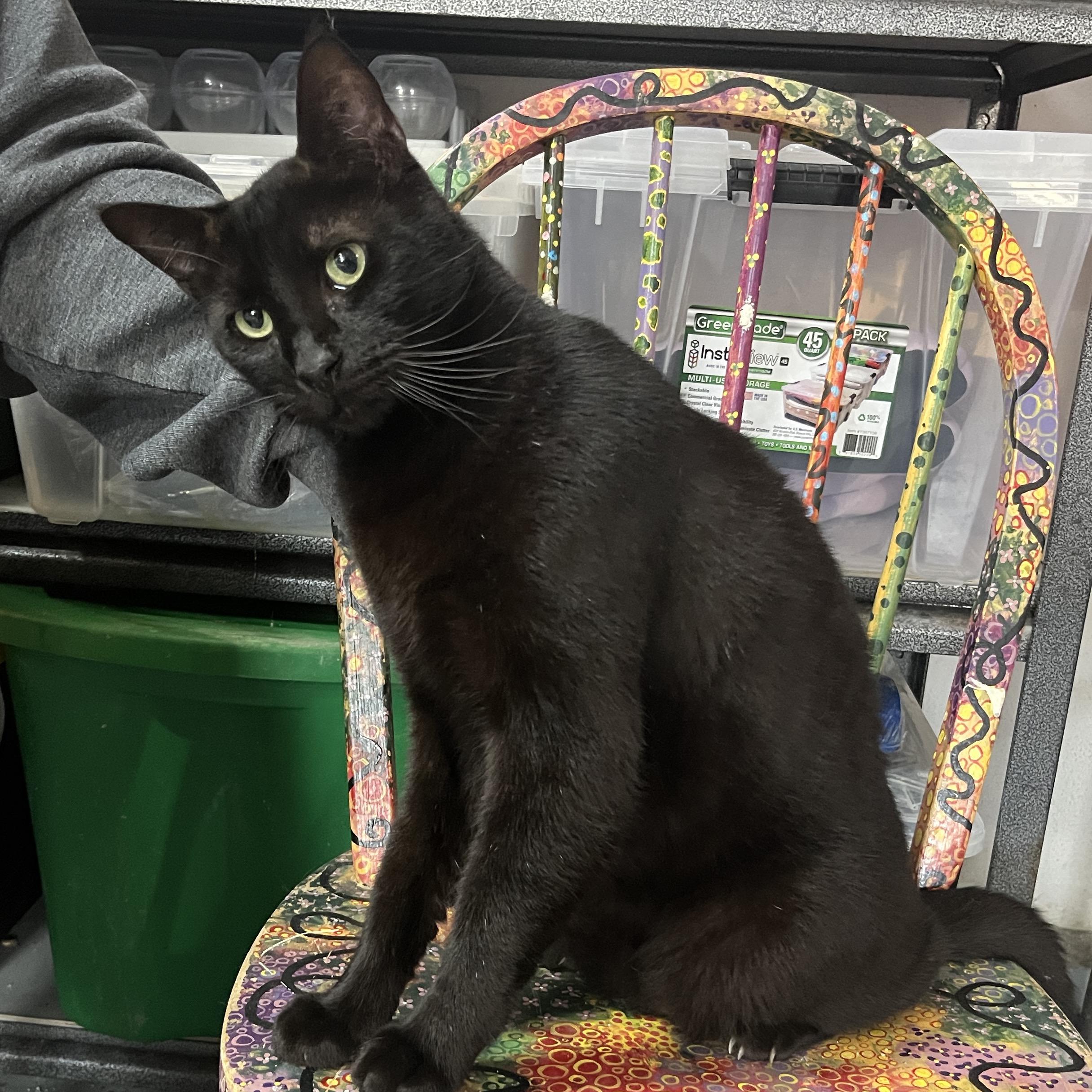 Enlarge Cole, a Adoptable Domestic Short Hair in Gilroy, CA image 1/4