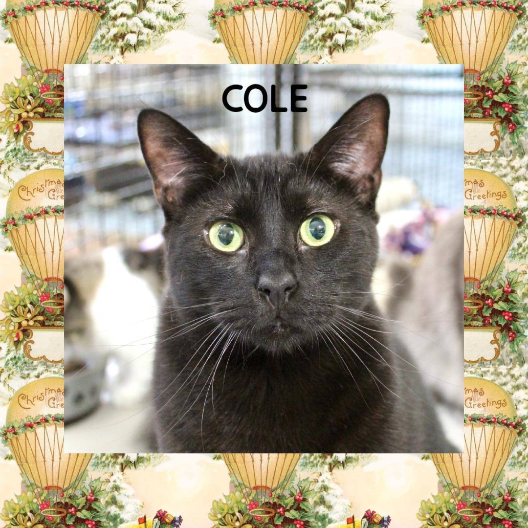 Enlarge Cole, a Adoptable Domestic Short Hair in Gilroy, CA image 4/4