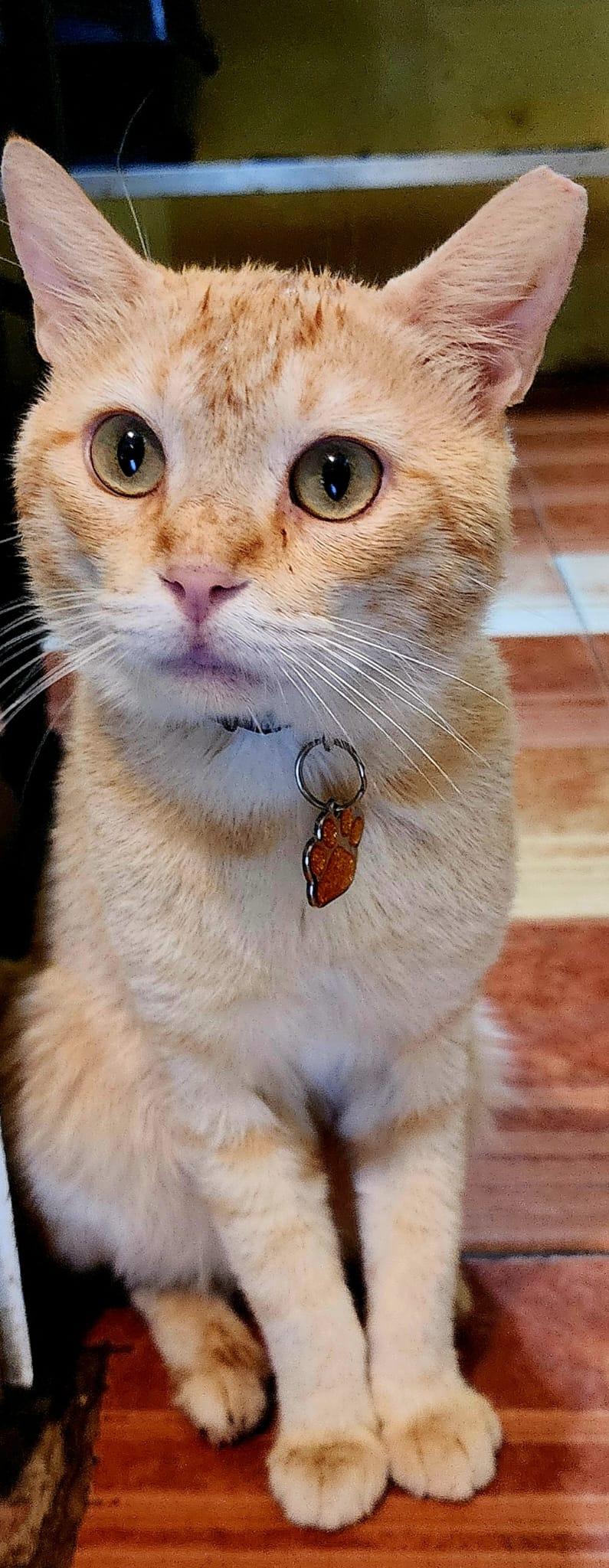 Batey, a Adoptable Domestic Short Hair image 2/6