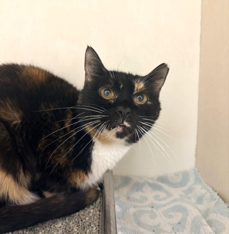 DOLLY, Adoptable, Senior Female Domestic Short Hair.