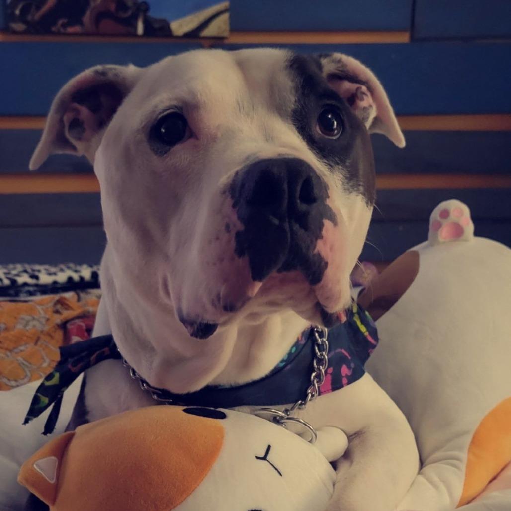 Buffy, Adoptable, Senior Female Mixed Breed & American Staffordshire Terrier.