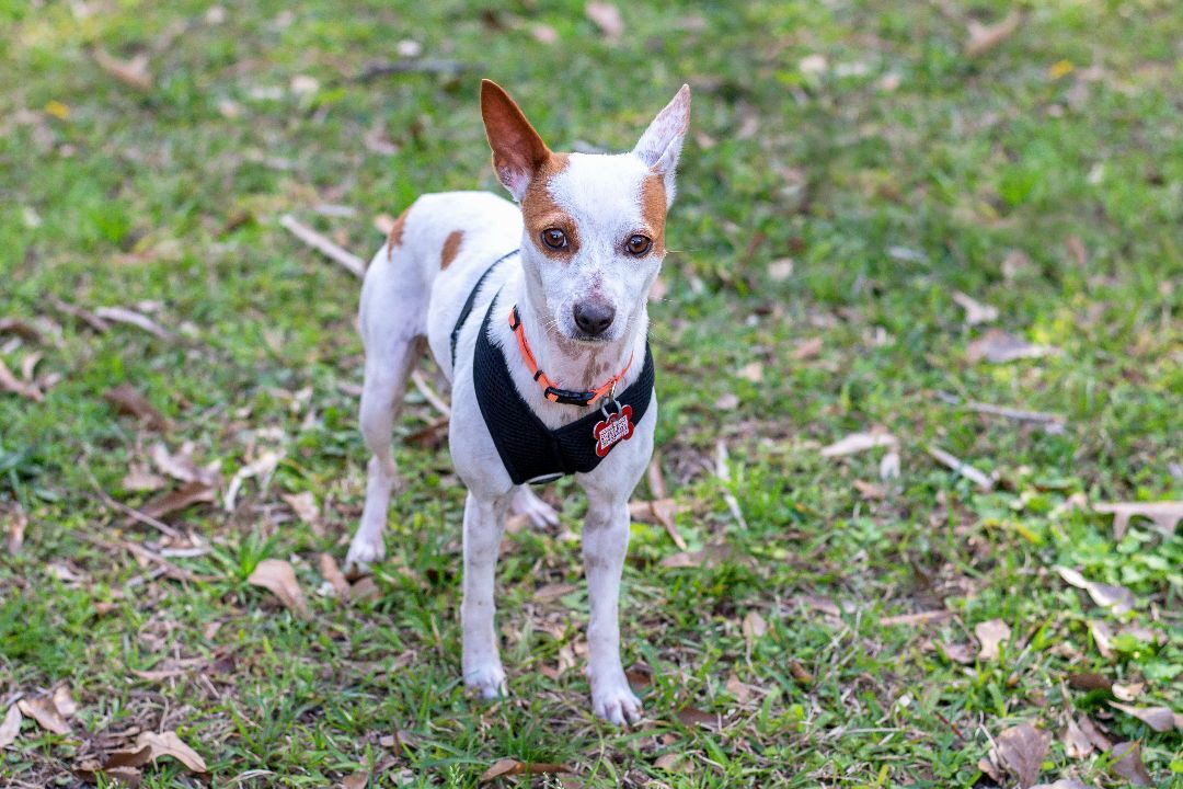 Whitney, Adoptable, Adult Female Rat Terrier & Chihuahua.