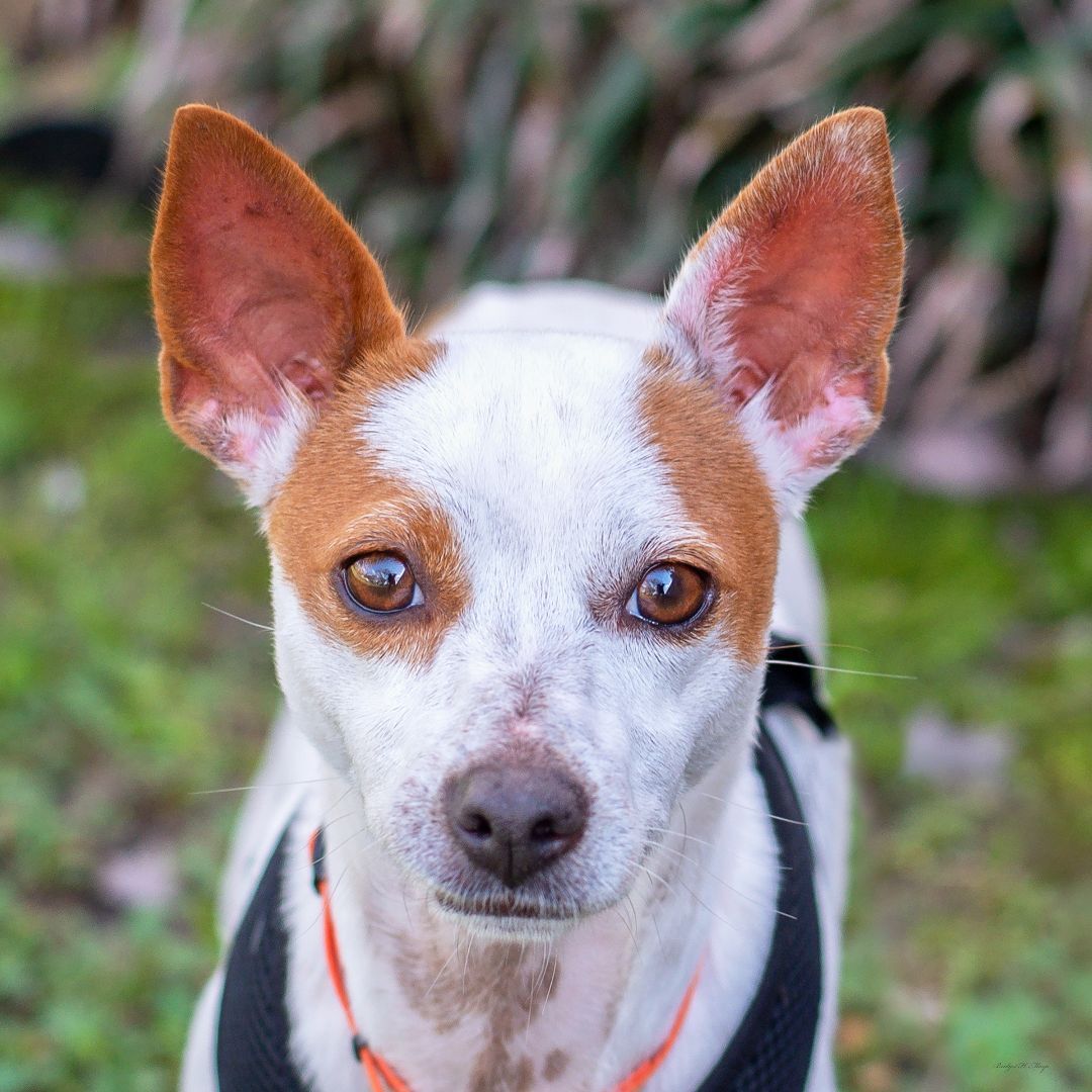 Enlarge Whitney, a Adoptable mixed breed in Baton Rouge, LA image 2/4