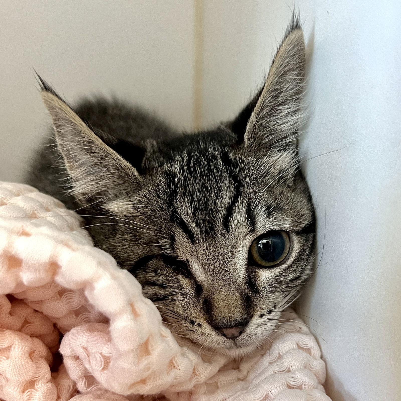 Circe, Adopted, Kitten Female Domestic Short Hair.