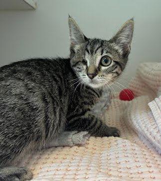 Enlarge Circe, a Adopted Domestic Short Hair in Oakland, CA image 2/2