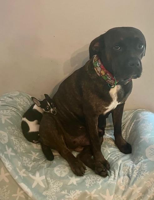 NITA, ADOPTABLE, Adult Female Mastiff.