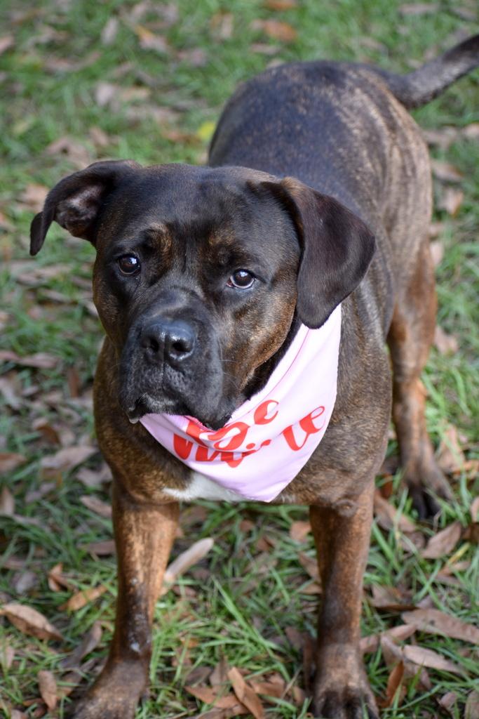 NITA, a ADOPTABLE mixed breed in Palm City, FL image 2/2