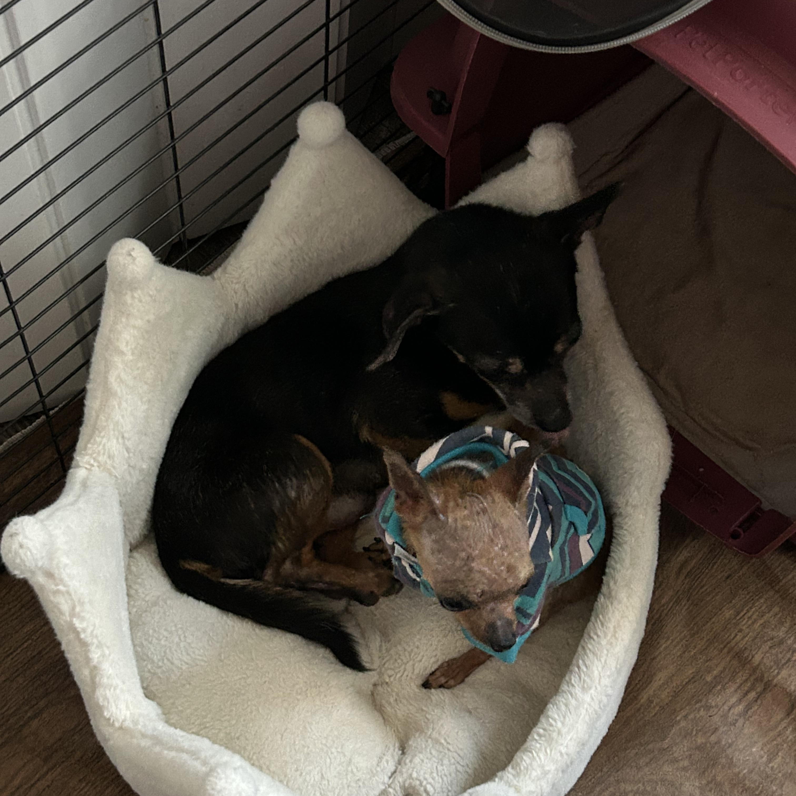 Enlarge Petey, a ADOPTABLE Chihuahua in Ontario, NY image 3/4