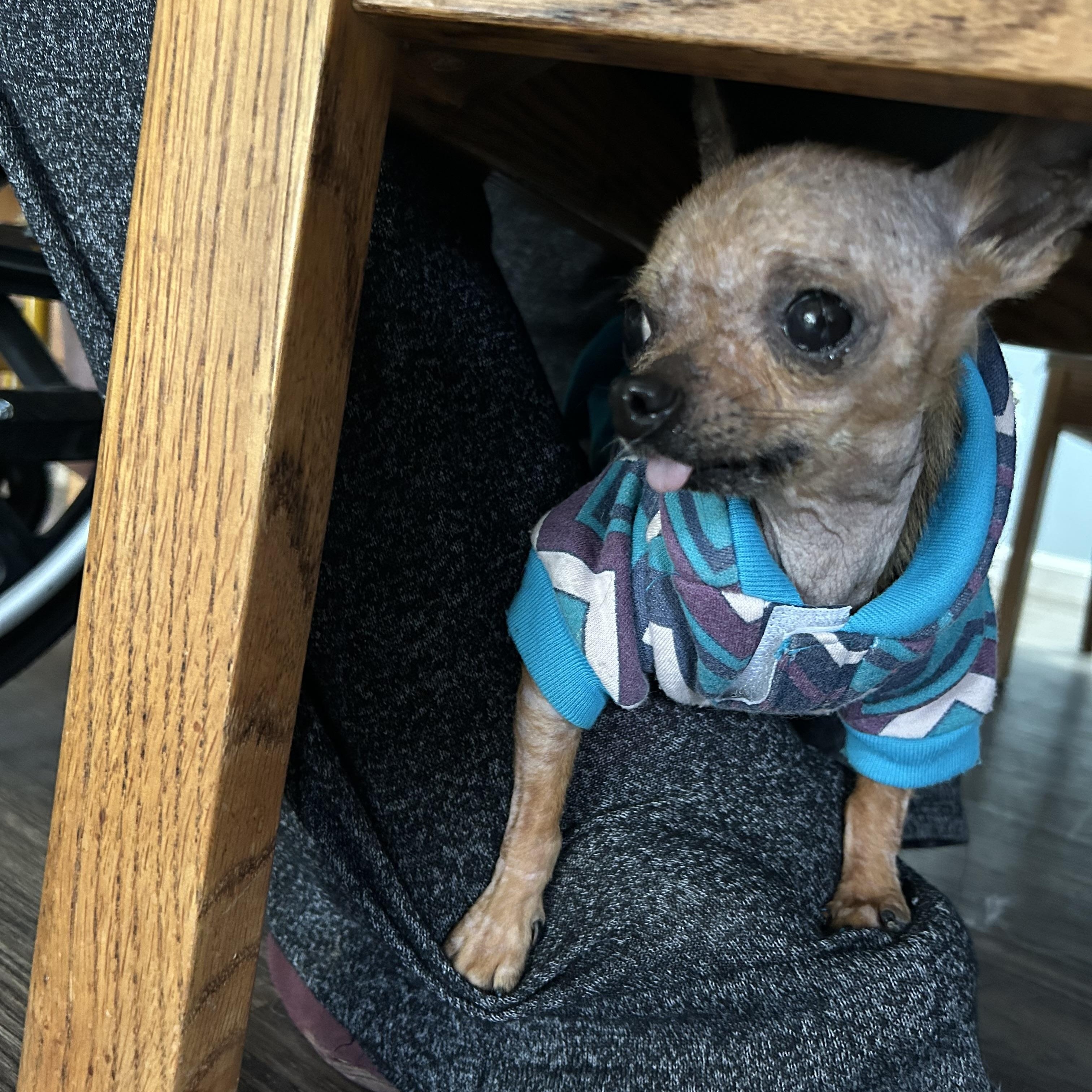 Enlarge Petey, a ADOPTABLE Chihuahua in Ontario, NY image 2/4