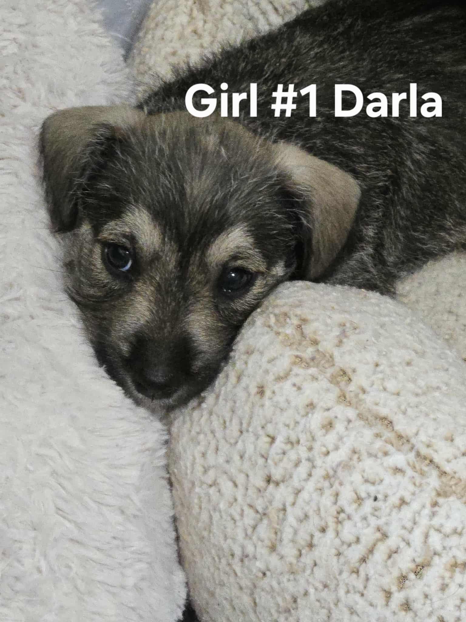 Darla, Adoptable, Puppy Female Miniature Schnauzer & German Shepherd Dog.