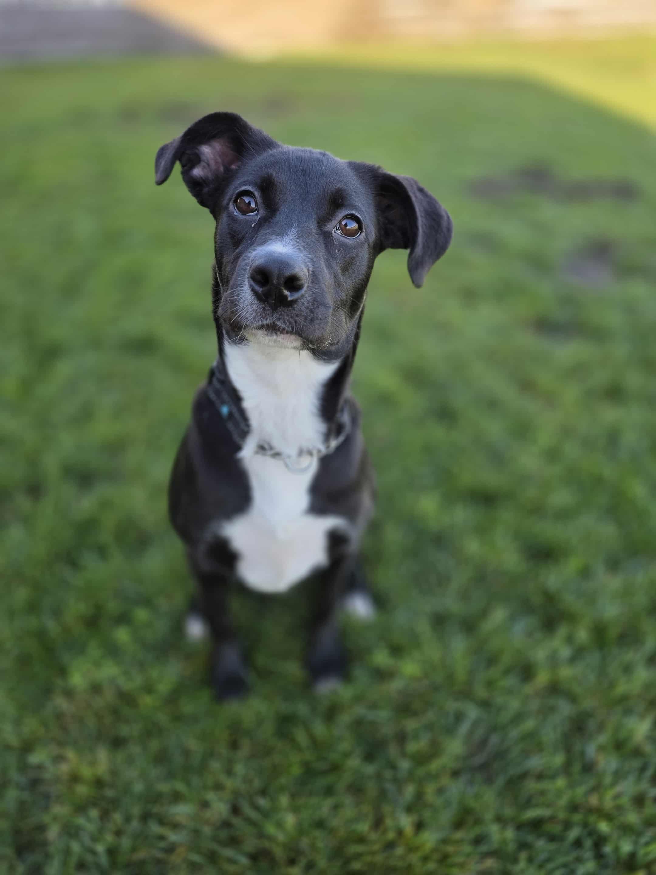 Trixie, Adoptable, Puppy Female Pit Bull Terrier.