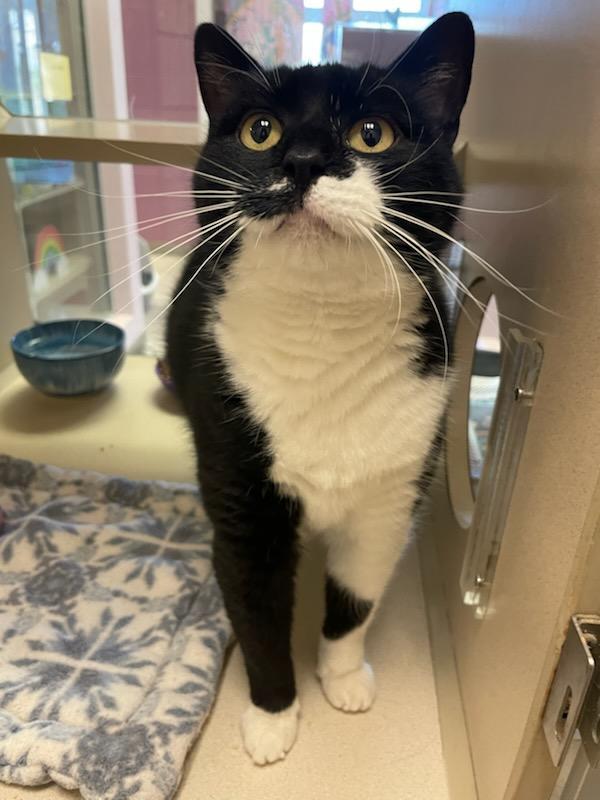 River, a Adoptable Domestic Short Hair in Mansfield, OH image 1/3