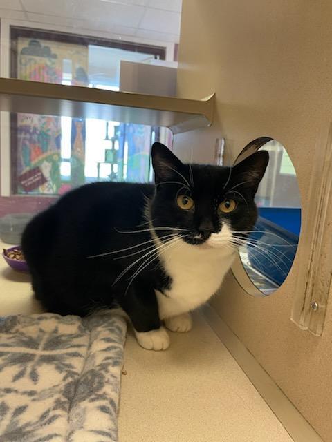 River, a Adoptable Domestic Short Hair in Mansfield, OH image 2/3