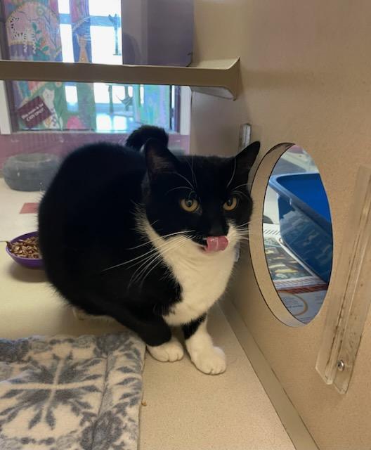 River, a Adoptable Domestic Short Hair in Mansfield, OH image 3/3